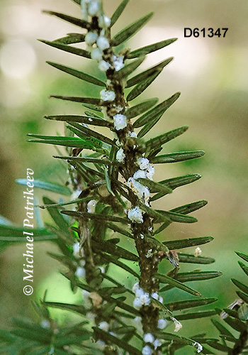 Hemlock Woolly Adelgid (Adelges tsugae)